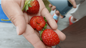 いちご狩り｜ものづくりエデュベース